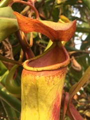 Nepenthes khasiana