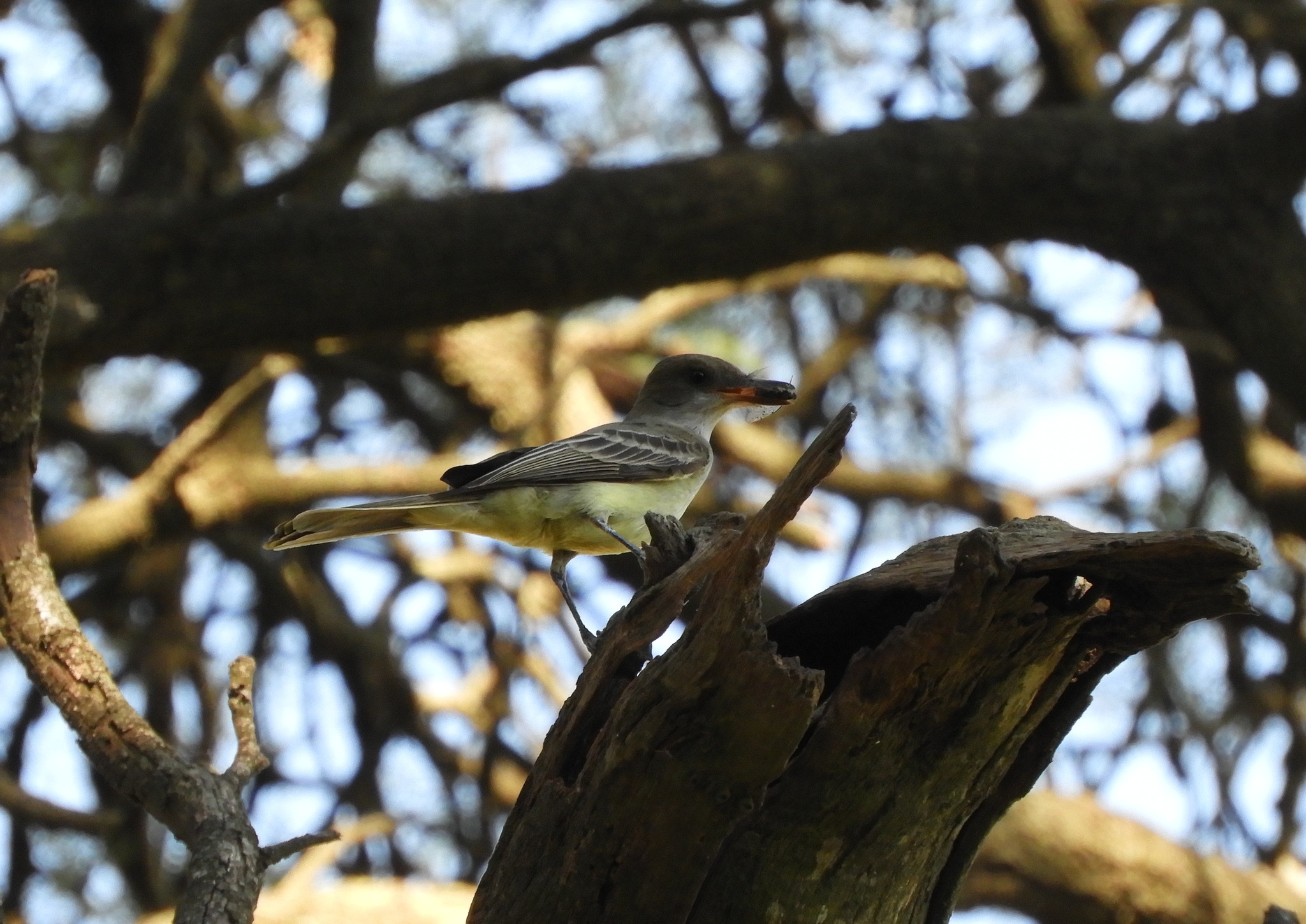 Swainson's Flycatcher (Myiarchus swainsoni), photo 7
