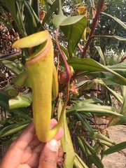 Nepenthes khasiana