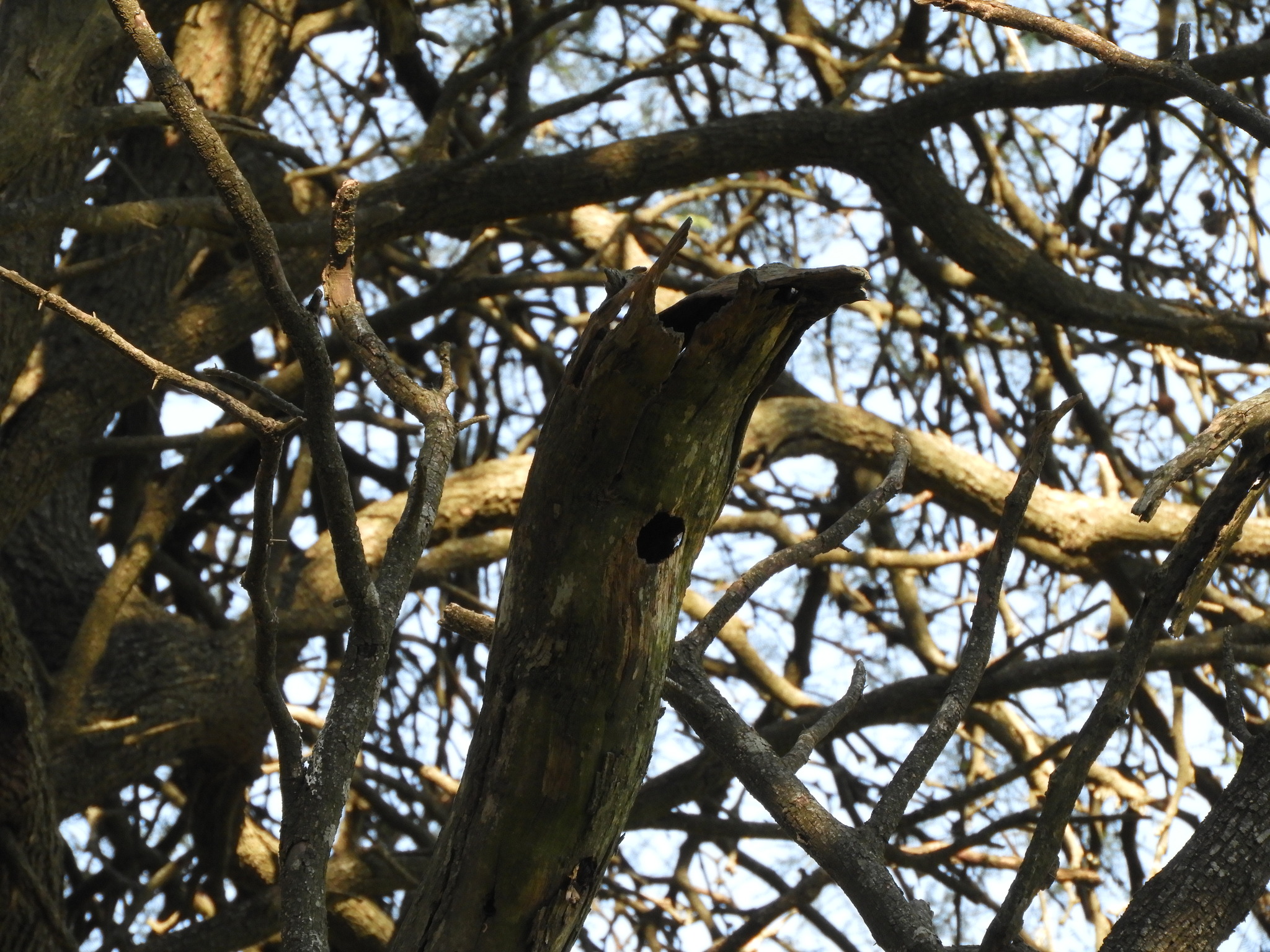 Swainson's Flycatcher (Myiarchus swainsoni), photo 8