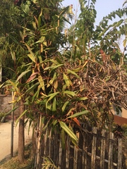 Nepenthes khasiana
