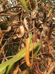 Nepenthes khasiana