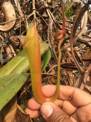 Nepenthes khasiana