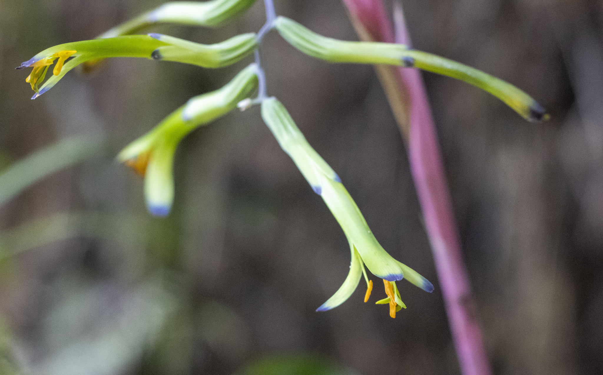 Billbergia × windii Baker 3