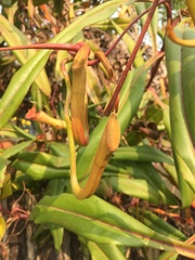 Nepenthes khasiana