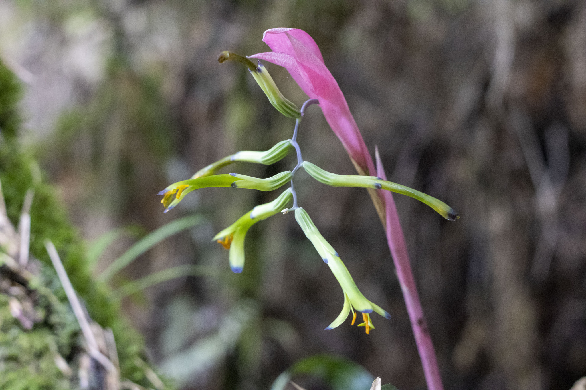 Billbergia × windii Baker 2