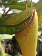 Nepenthes khasiana