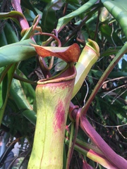 Nepenthes khasiana