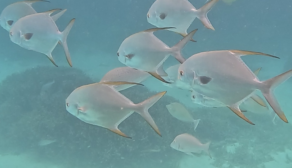 Asian pompano (Trachinotus blochii) — Carangidae