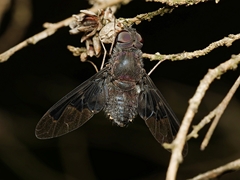 Anthrax dolabratus