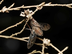 Anthrax dolabratus