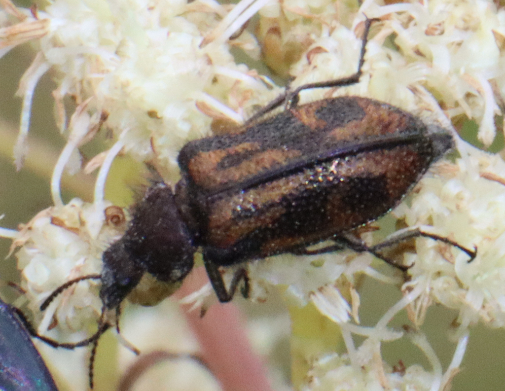 Astylus luteicauda