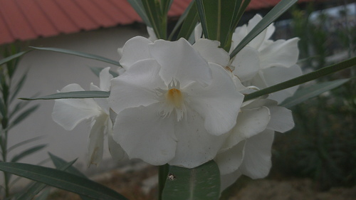 Adelfa