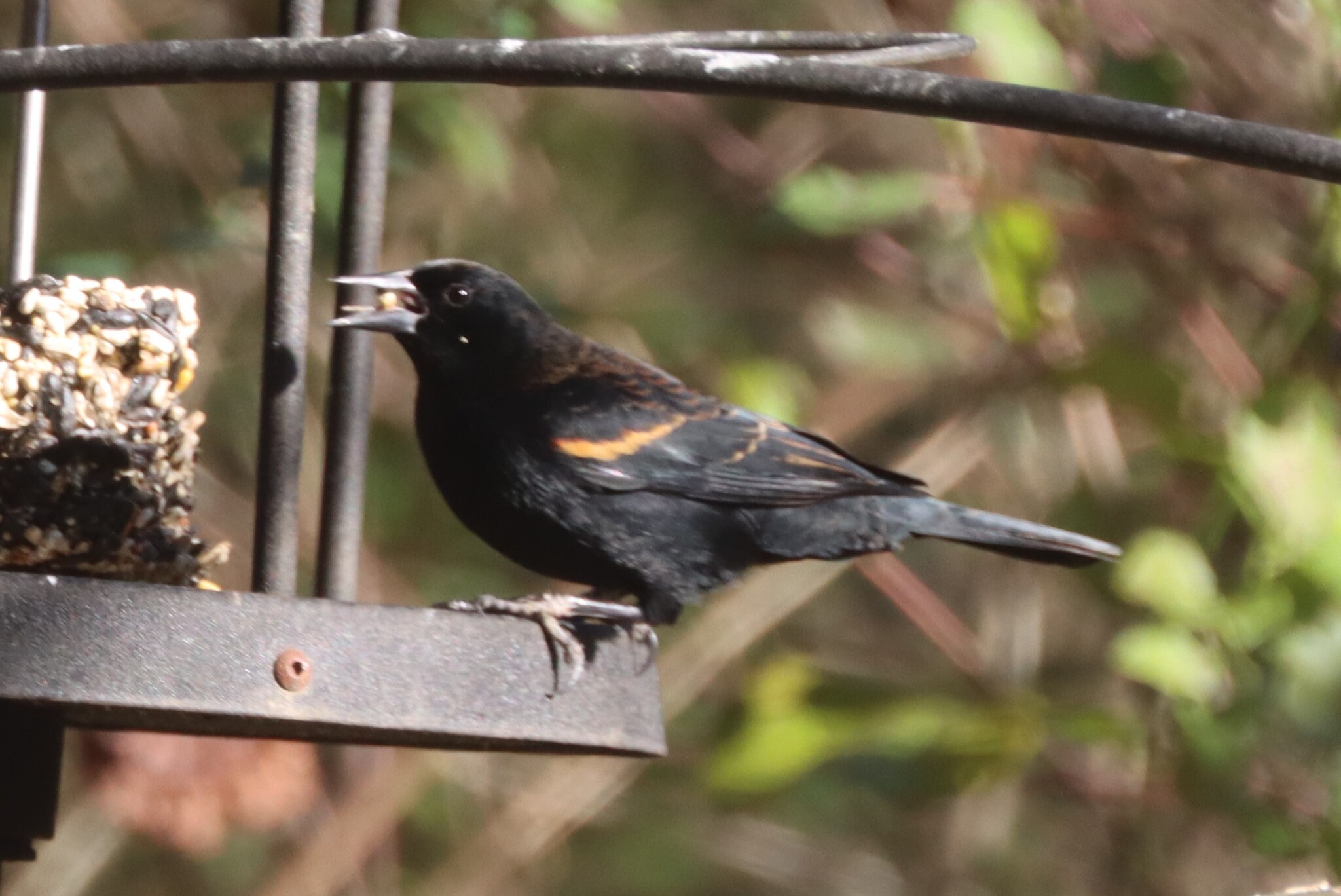 Agelaius phoeniceus (Linnaeus, 1766)