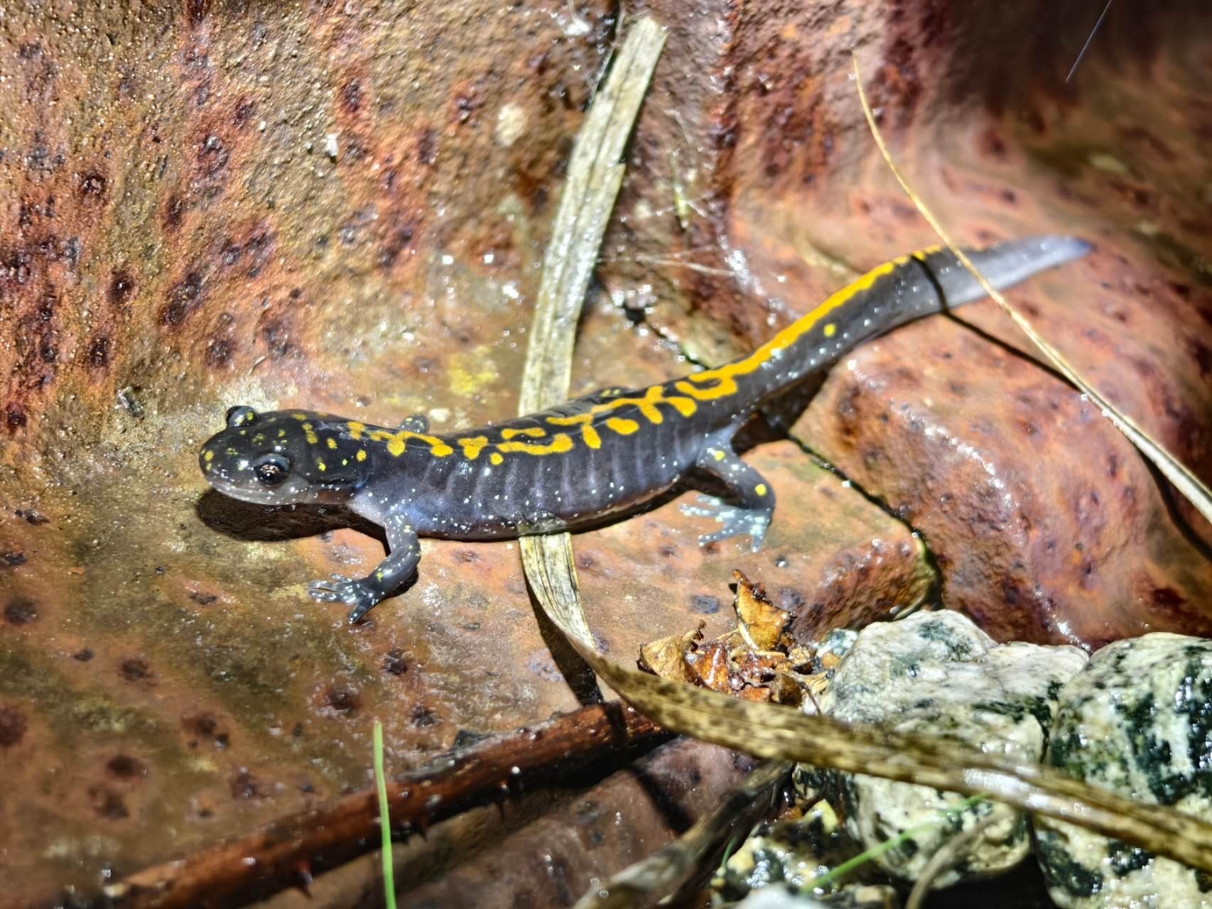 Ambystoma macrodactylum Baird, 1850