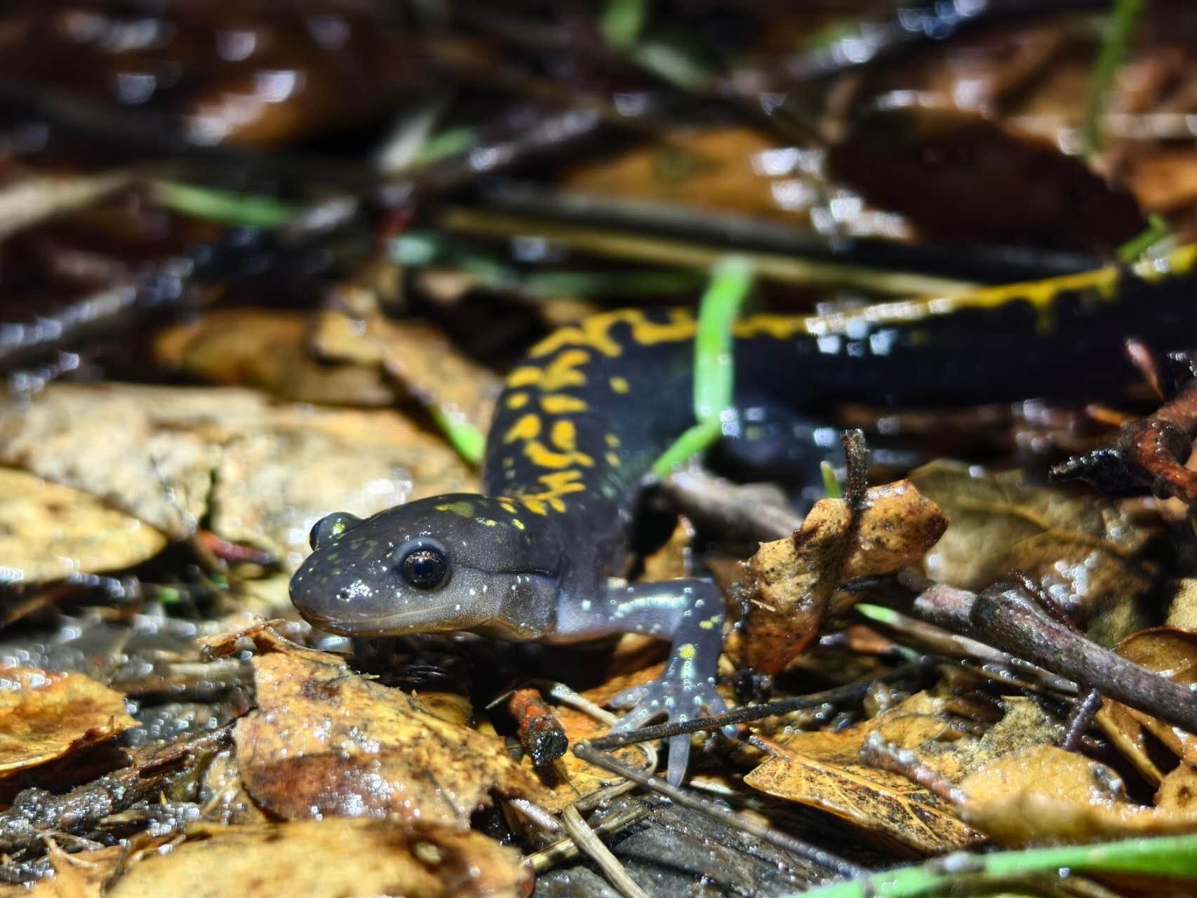 Ambystoma macrodactylum Baird, 1850