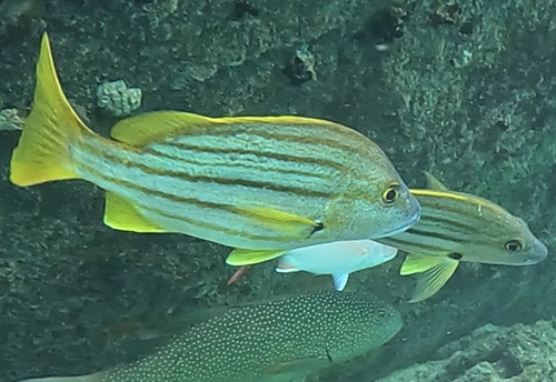 Dusky-striped sea-perch (Lutjanus carponotatus) — Lutjanidae