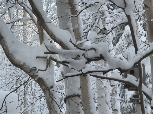 Black-capped Chickadee (Poecile atricapillus), photo 1