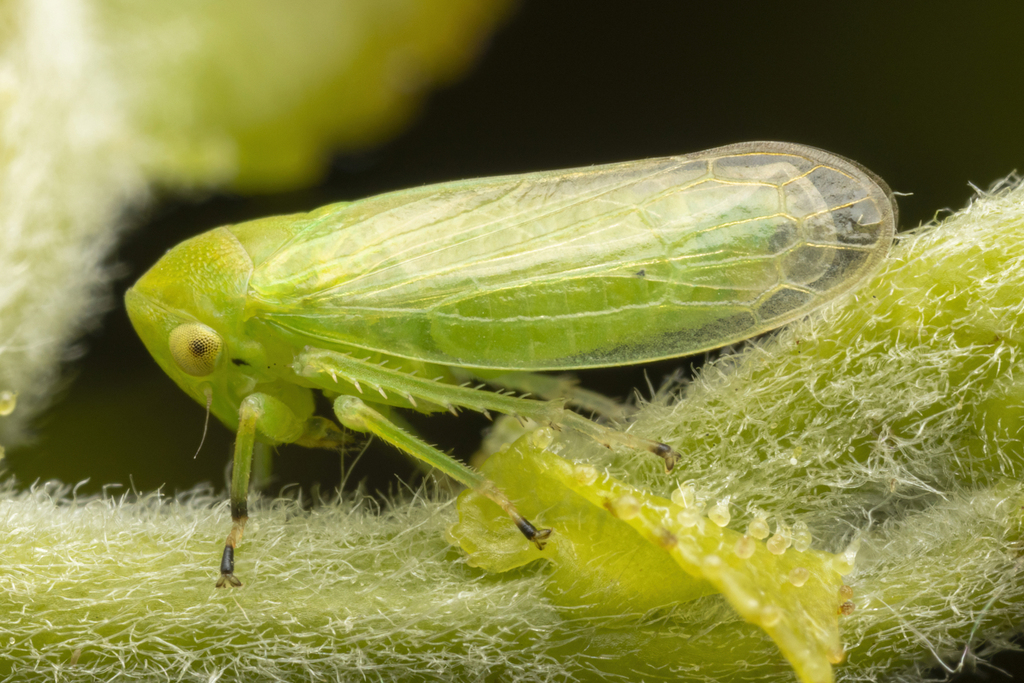 Macropsis decisa