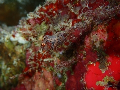 Cabangus regius