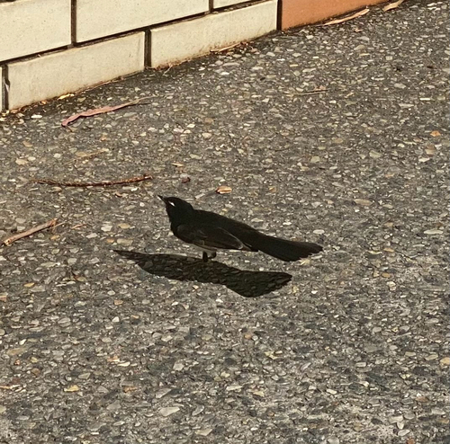 Willie Wagtail (Rhipidura leucophrys), photo 2