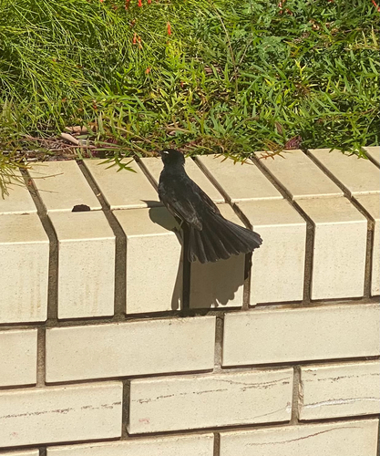 Willie Wagtail (Rhipidura leucophrys), photo 1