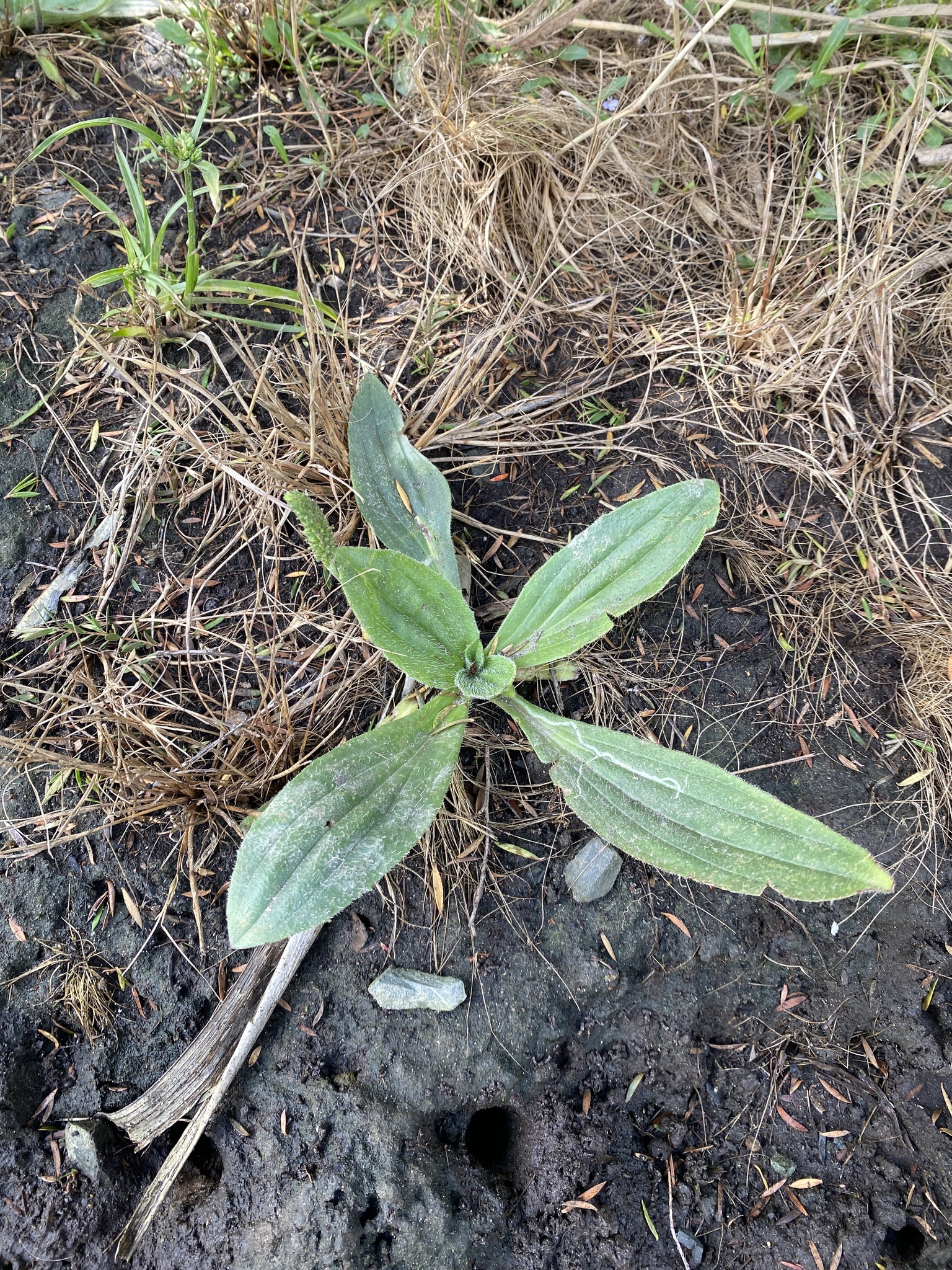 Plantain