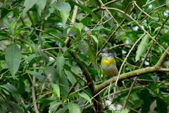 Pachyramphus viridis
