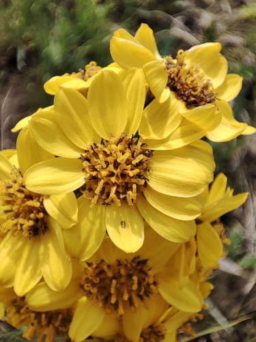 Ligularia alpigena