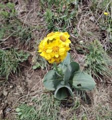 author not stated, no rights reserved Ligularia alpigena, photograph author not stated, no rights reserved