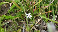Lobelia oligophylla