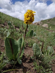 author not stated, no rights reserved Ligularia alpigena, photograph author not stated, no rights reserved