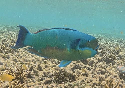 Steephead parrotfish (Chlorurus microrhinos) — Scaridae — 5