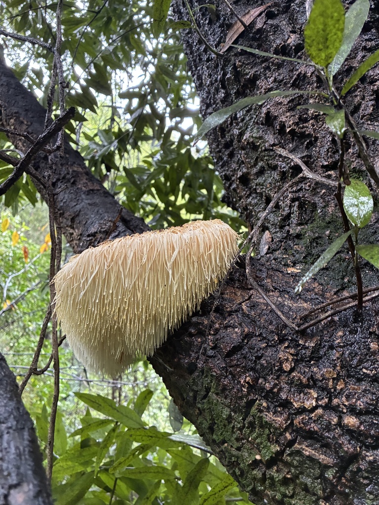 Hericium erinaceus · January 2026 · photo: © sarinda_newell (iNaturalist, cc-by)