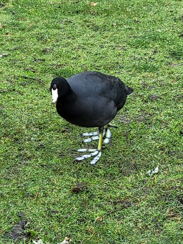 American Coot (Fulica americana), photo 6