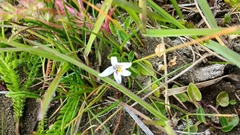 Lobelia oligophylla