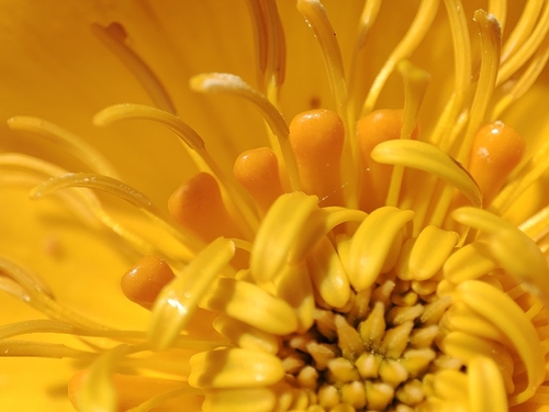 Trollius dschungaricus, photograph 5