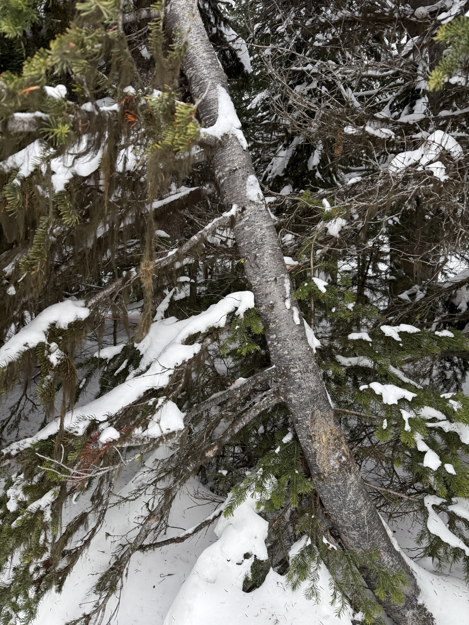 Abies lasiocarpa