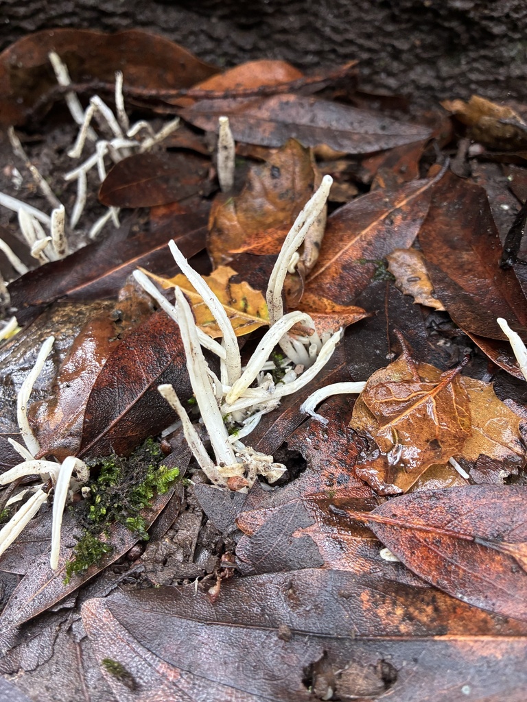 Clavaria fragilis · January 2026 · photo: © sarinda_newell (iNaturalist, cc-by)
