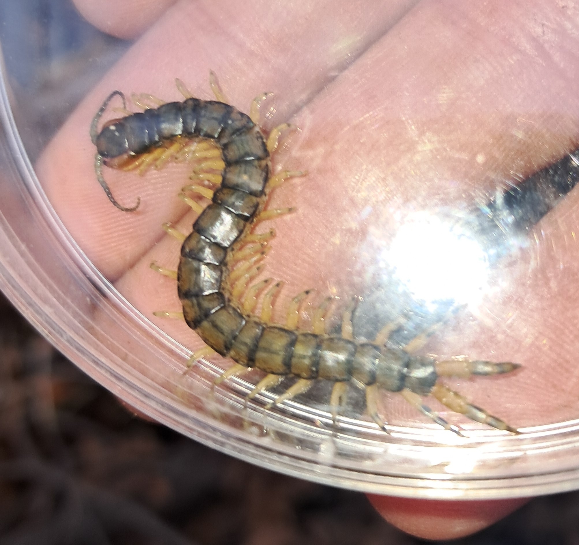 Hemiscolopendra marginata Say, 1821