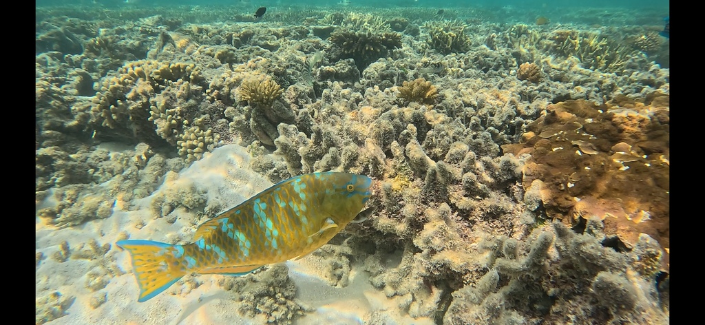 Blue barred parrotfish (Scarus ghobban) — Scaridae