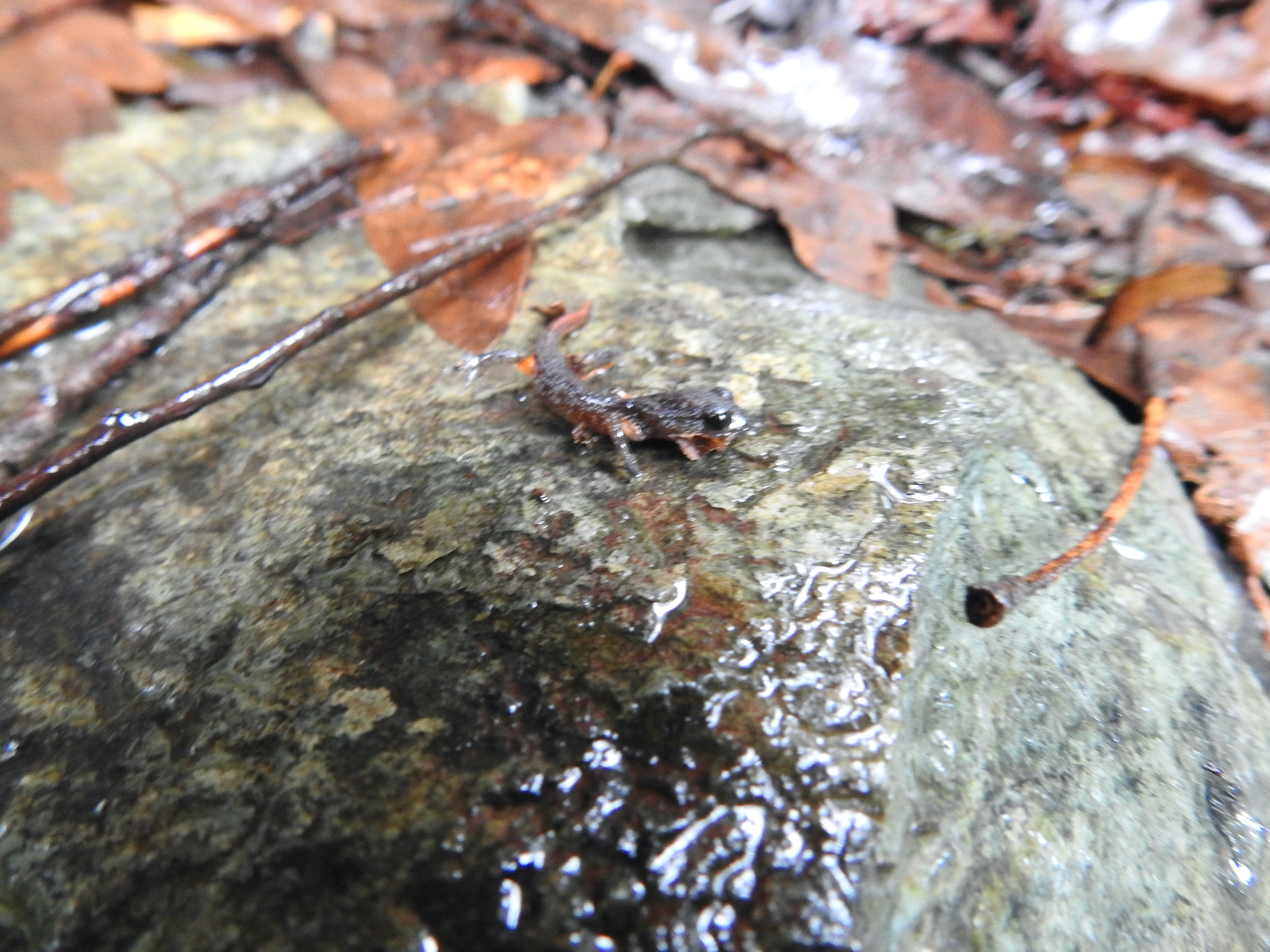 Ensatina eschscholtzii Gray, 1850