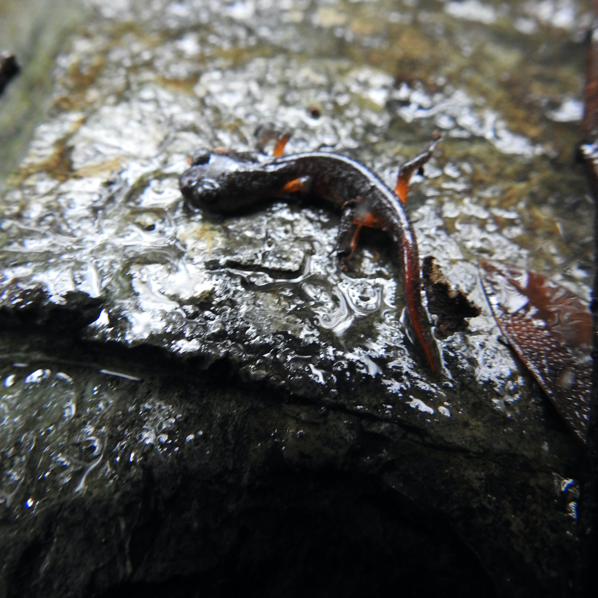 Ensatina eschscholtzii Gray, 1850
