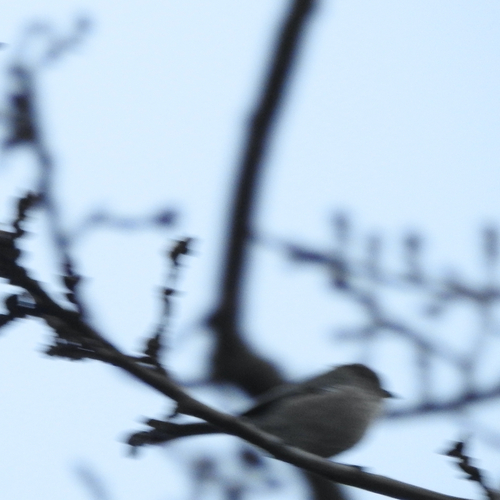 American Bushtit (Psaltriparus minimus), photo 1