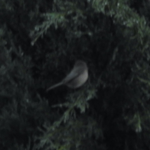 American Bushtit (Psaltriparus minimus), photo 2