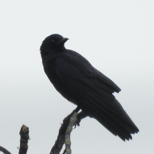 American Crow (Corvus brachyrhynchos), photo 3
