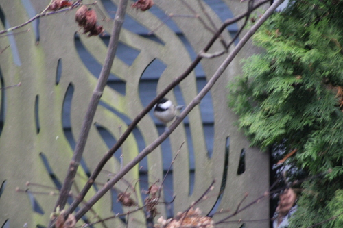 Black-capped Chickadee (Poecile atricapillus), photo 7