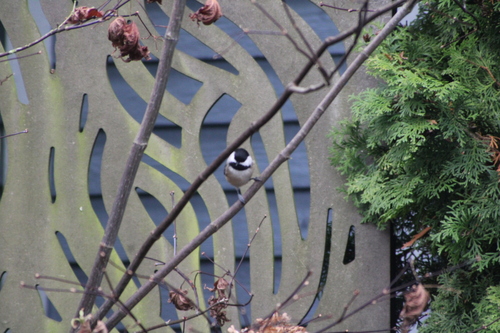 Black-capped Chickadee (Poecile atricapillus), photo 8