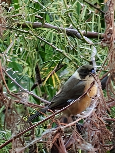 Cinnamon-rumped Seedeater (Sporophila torqueola), photo 3