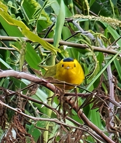 Wilson's Warbler (Cardellina pusilla), photo 1